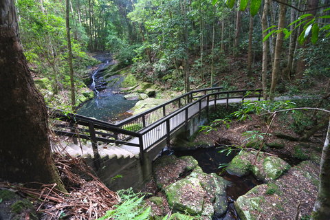 Kondalilla Falls Circuit, Kondalilla National Park - Great Ocean Road Tourism 2