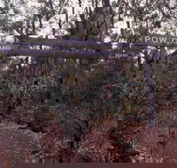 Marrinup Trail Dwellingup