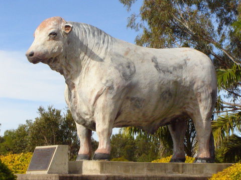 Rockhampton Bull Statues - Great Ocean Road Tourism 2