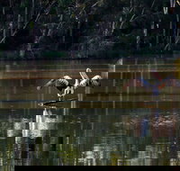 Seaham Swamp Nature Reserve - Great Ocean Road Tourism