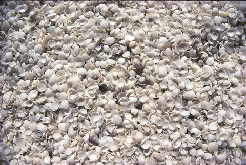 Shell Beach - Great Ocean Road Tourism 0