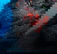 Stepping Stones Dive Site - Great Ocean Road Tourism