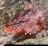 The Seaway Dive Site - Great Ocean Road Tourism