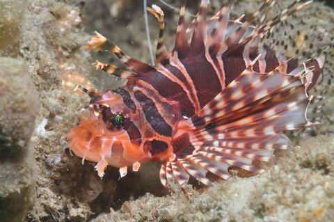 The Seaway Dive Site - Great Ocean Road Tourism 0