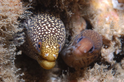 The Seaway Dive Site - Great Ocean Road Tourism 1