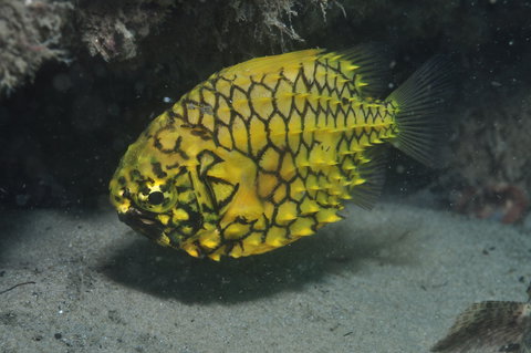 The Seaway Dive Site - Great Ocean Road Tourism 2