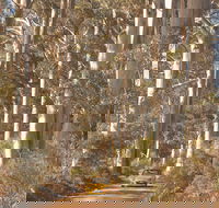 The Great Forest Trees Drive - Great Ocean Road Tourism