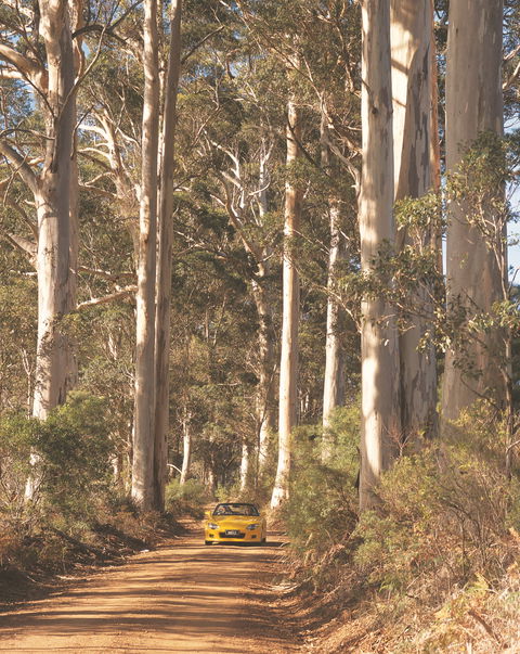 The Great Forest Trees Drive - Great Ocean Road Tourism 0