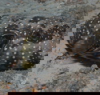 The Wrecks Dive Site at Moreton Island - Great Ocean Road Tourism