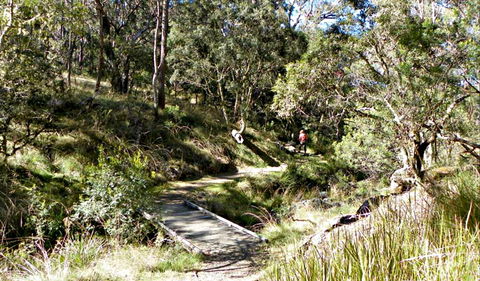 Wollomombi Walking Track - Great Ocean Road Tourism 0