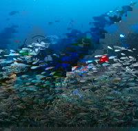 Aarhus Dive Site - Great Ocean Road Tourism