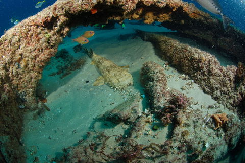 Aarhus Dive Site - Great Ocean Road Tourism 2