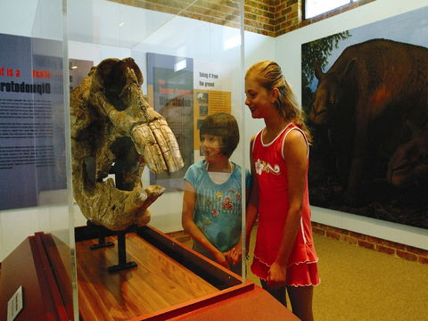Australian Museum Diprotodon Exhibition: Closed For Building Repair July August - Great Ocean Road Tourism 0