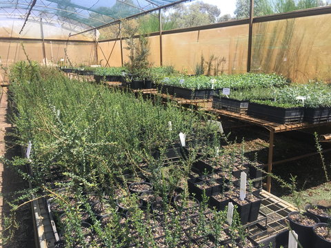 Euroa Arboretum - Great Ocean Road Tourism 1