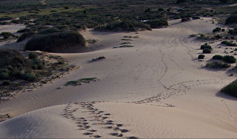 Foreshore Walk, Mungo National Park - Great Ocean Road Tourism 0
