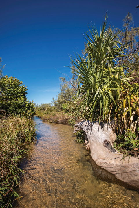 Freshwater Creek Track, Byfield National Park - Great Ocean Road Tourism 2