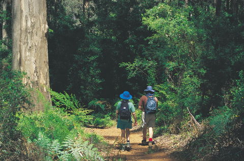 Gloucester National Park - Great Ocean Road Tourism 0