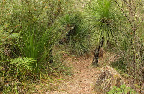 Grass Tree Circuit - Great Ocean Road Tourism 0