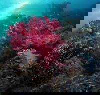 Luncheon Bay Dive Site - Great Ocean Road Tourism