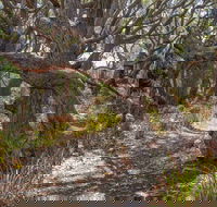 Middle Lagoon Walking Track - Great Ocean Road Tourism