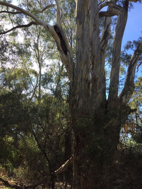 Northern Beaches - Great Ocean Road Tourism 0