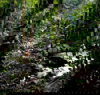 Strickland State Forest - Great Ocean Road Tourism