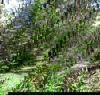 Tyers Park - Great Ocean Road Tourism