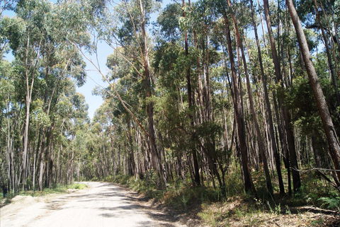 Alfred National Park - Great Ocean Road Tourism 2