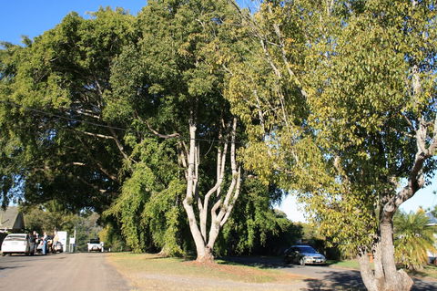 Anzac Avenue Memorial Trees, Beerburrum - Great Ocean Road Tourism 0