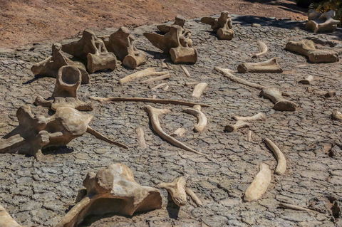 Australian Age Of Dinosaurs - Great Ocean Road Tourism 2