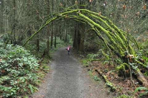 Bridle Trail - Great Ocean Road Tourism 0