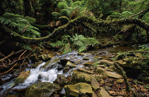 Budderoo National Park - Great Ocean Road Tourism 0