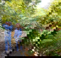 Endeavour Fern Gully Walks - Great Ocean Road Tourism