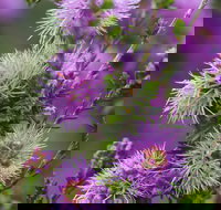 Ethel Daw Scenic Drive - Great Ocean Road Tourism