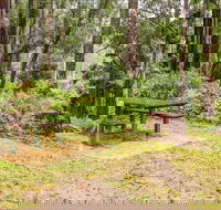 Goodenia Rainforest picnic area - Great Ocean Road Tourism