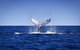 Humpback Whales - thumb 0
