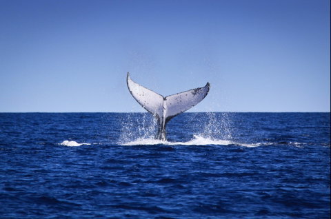 Humpback Whales - Great Ocean Road Tourism 0