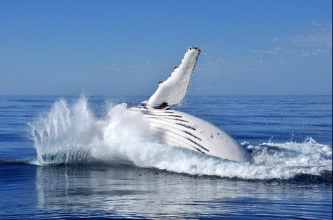 Humpback Whales - Great Ocean Road Tourism 1
