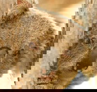 Koala Reserve - Great Ocean Road Tourism