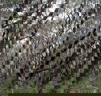 Lookout Hill  Circuit Walk - Great Ocean Road Tourism