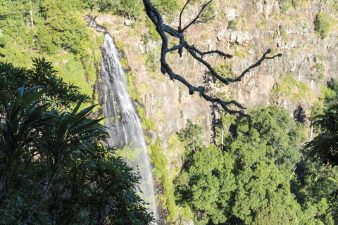 Morans Falls Track, Lamington National Park - Great Ocean Road Tourism 0