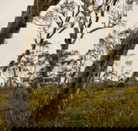 Mountaineer-Glowang trail - Great Ocean Road Tourism