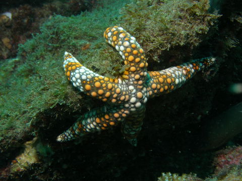 Mudjimba (Old Woman) Island Dive Site - Great Ocean Road Tourism 0