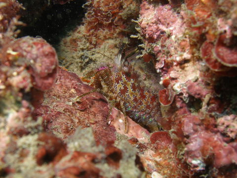 Mudjimba (Old Woman) Island Dive Site - Great Ocean Road Tourism 2