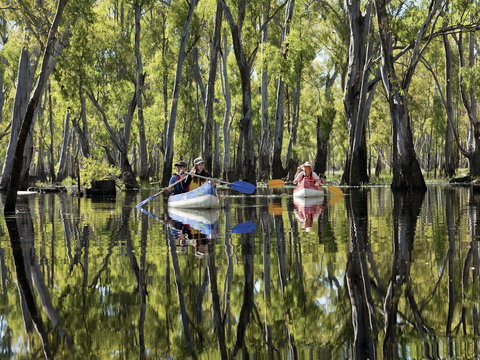 Murray River Canoe Trails - Great Ocean Road Tourism 0