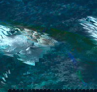 Norman Reef Dive Site - Great Ocean Road Tourism