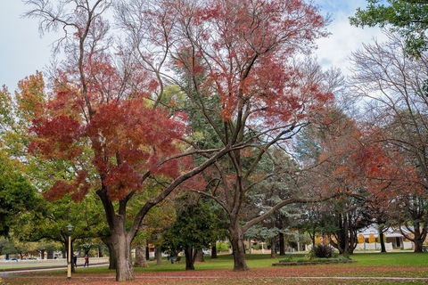 Queanbeyan Central Park - Great Ocean Road Tourism 1