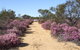 Reynoldson's Flora Reserve - thumb 0