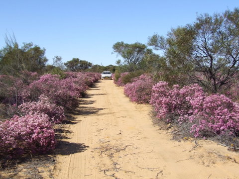 Reynoldson's Flora Reserve - Great Ocean Road Tourism 0