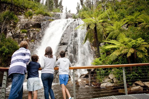 Steavenson Falls - Great Ocean Road Tourism 0